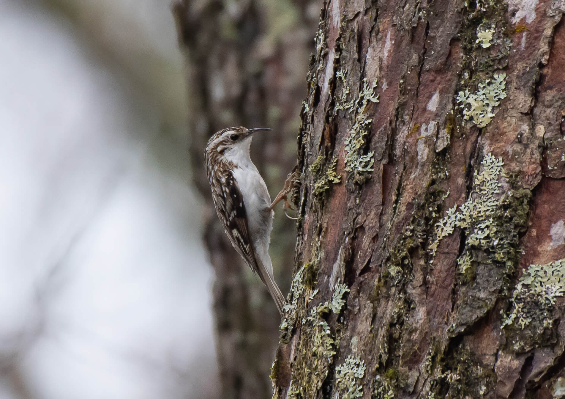 bird-wildlife-togakushi