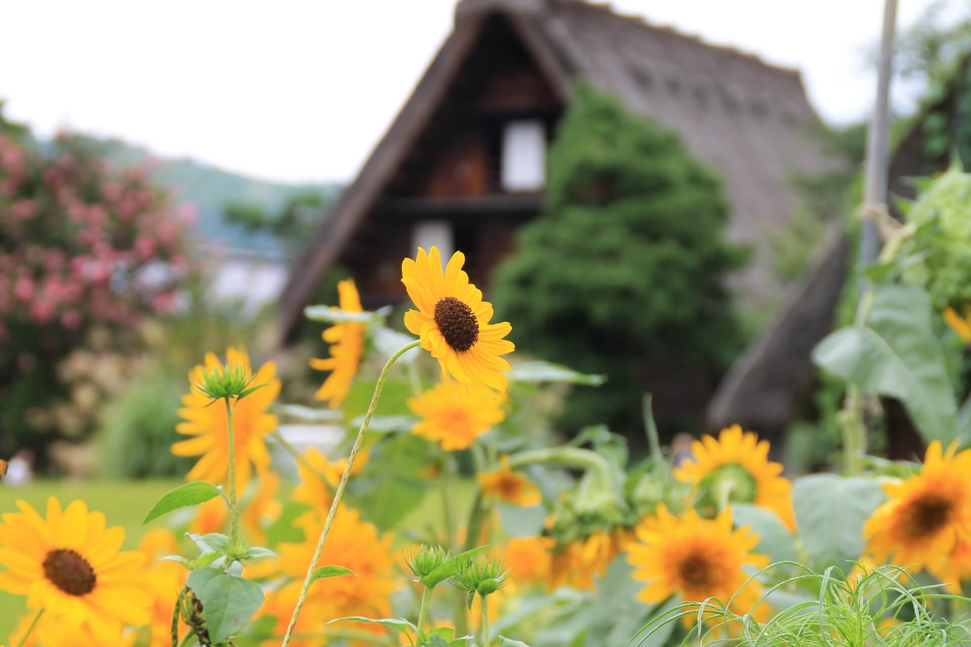 shirakawago