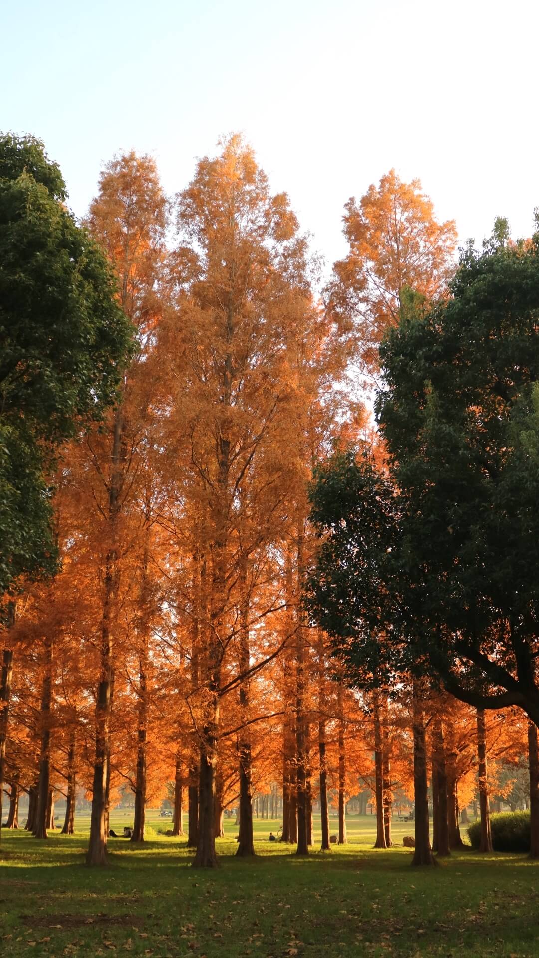 mizumoto-park-tokyo