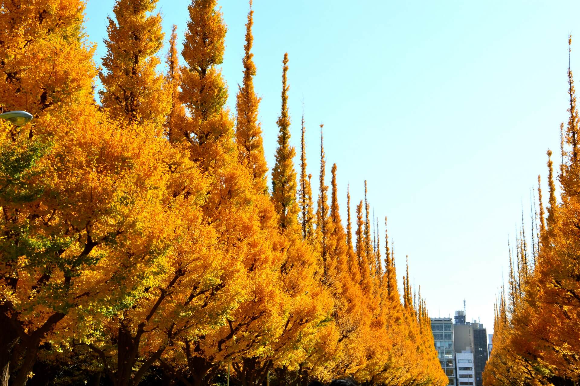 meiji-jingu-gaien