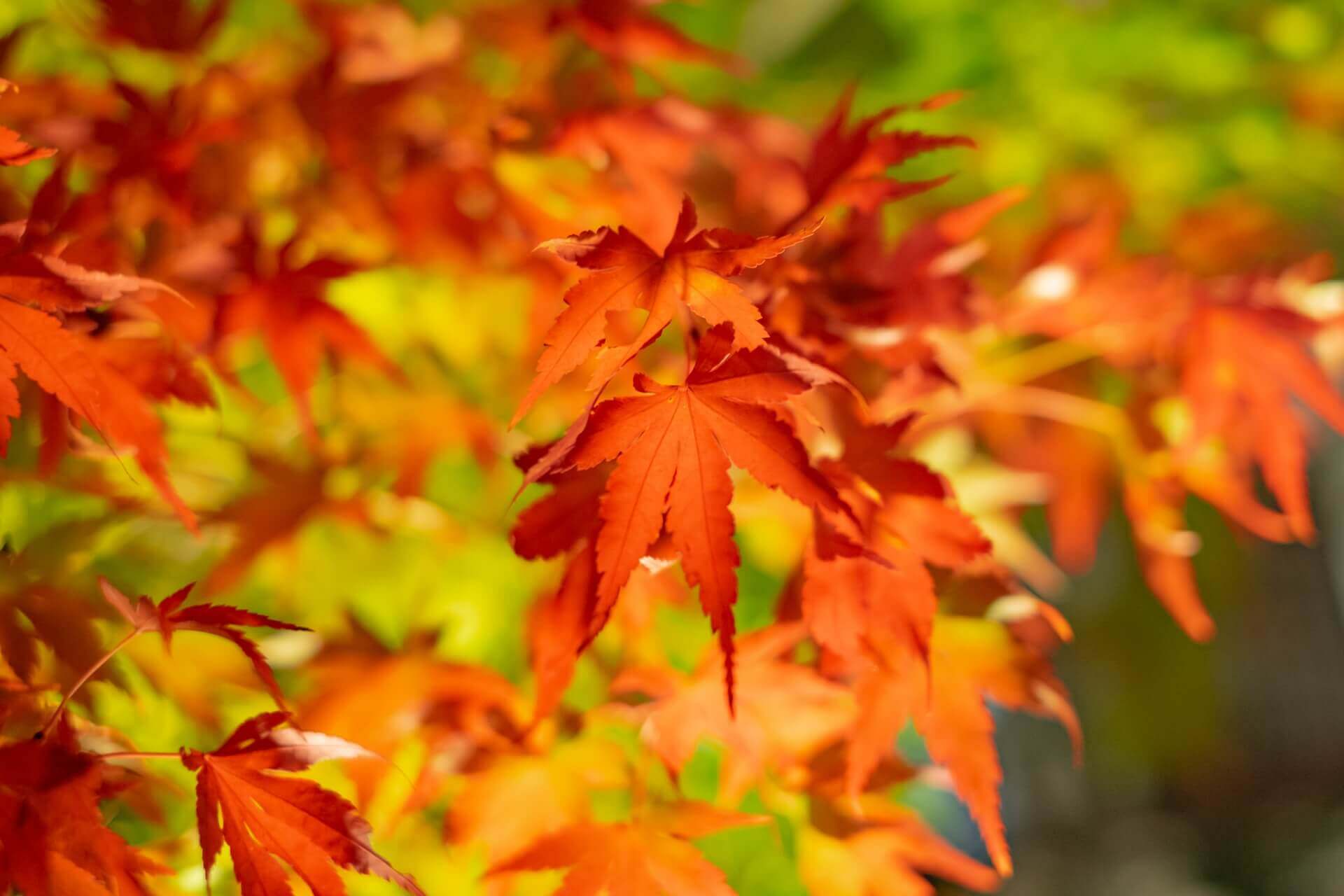 kyoto-autumn