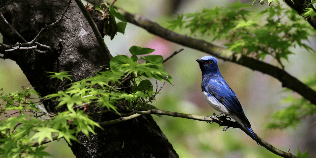 bird-wildlife-banner