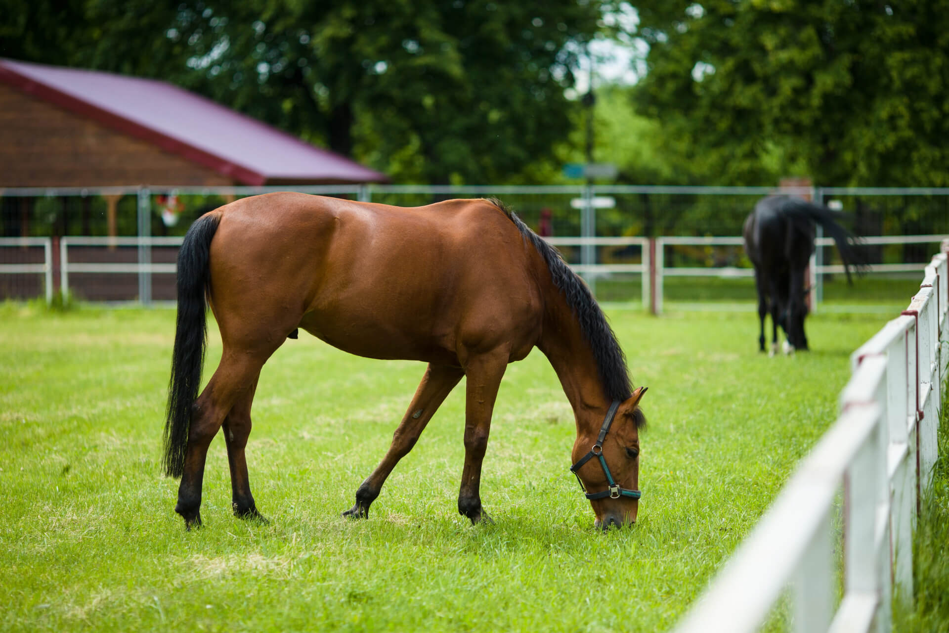 horseriding