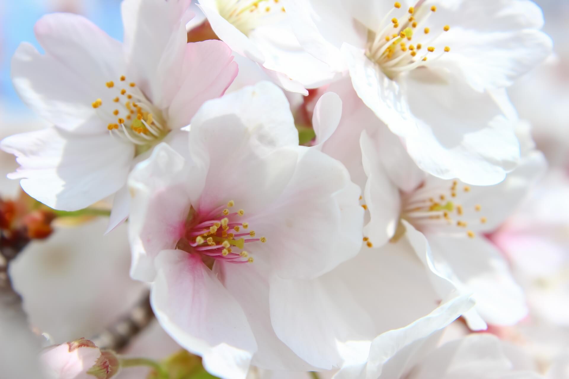 cherry-blossoms-sakura