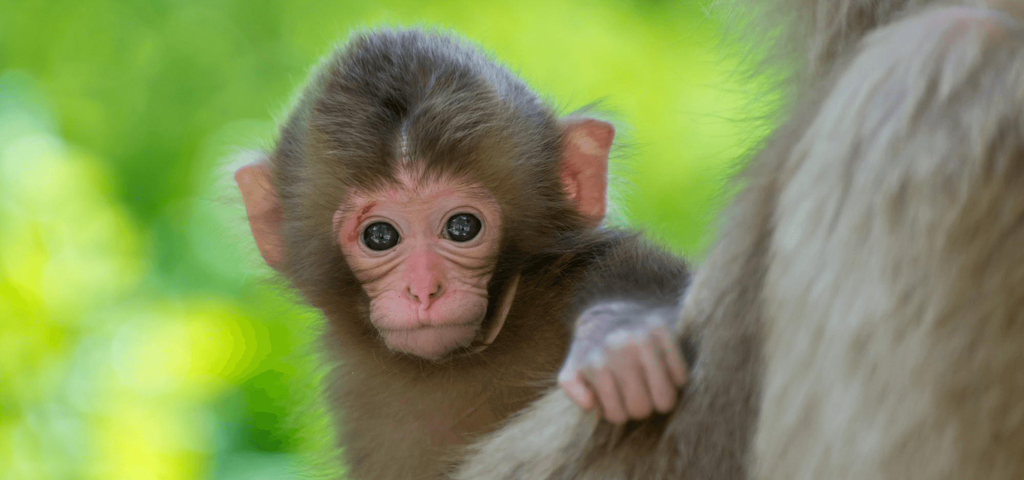 baby-monkey-slide-banner