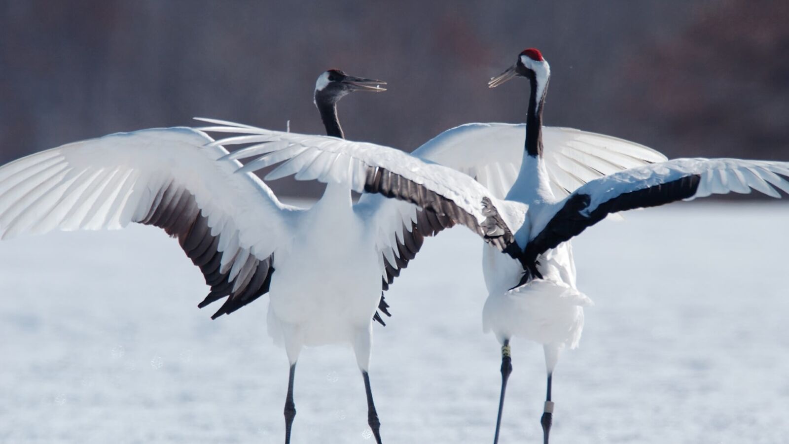 hokkaido-crane-bird-wildlife