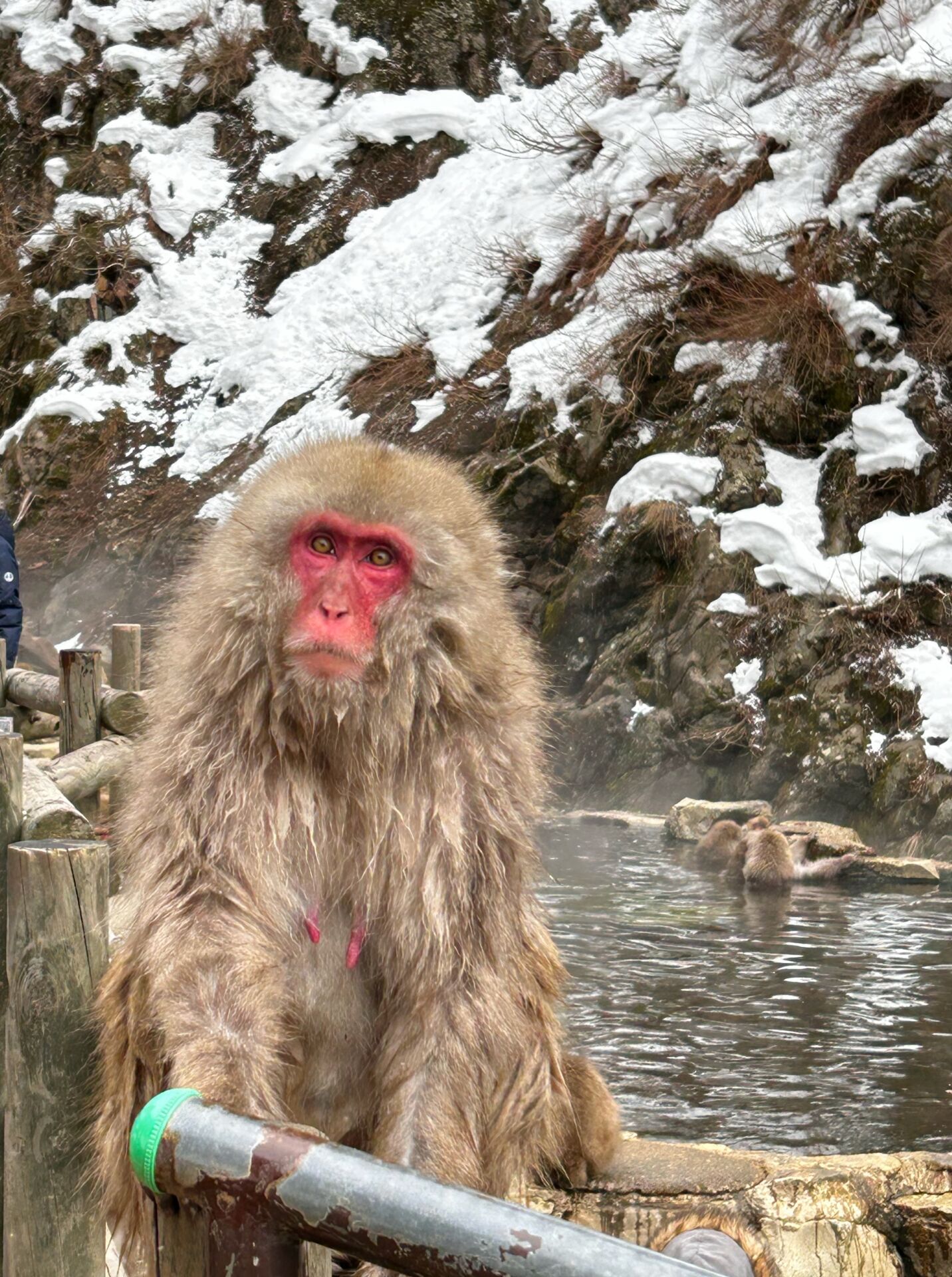 snow-monkey-winter