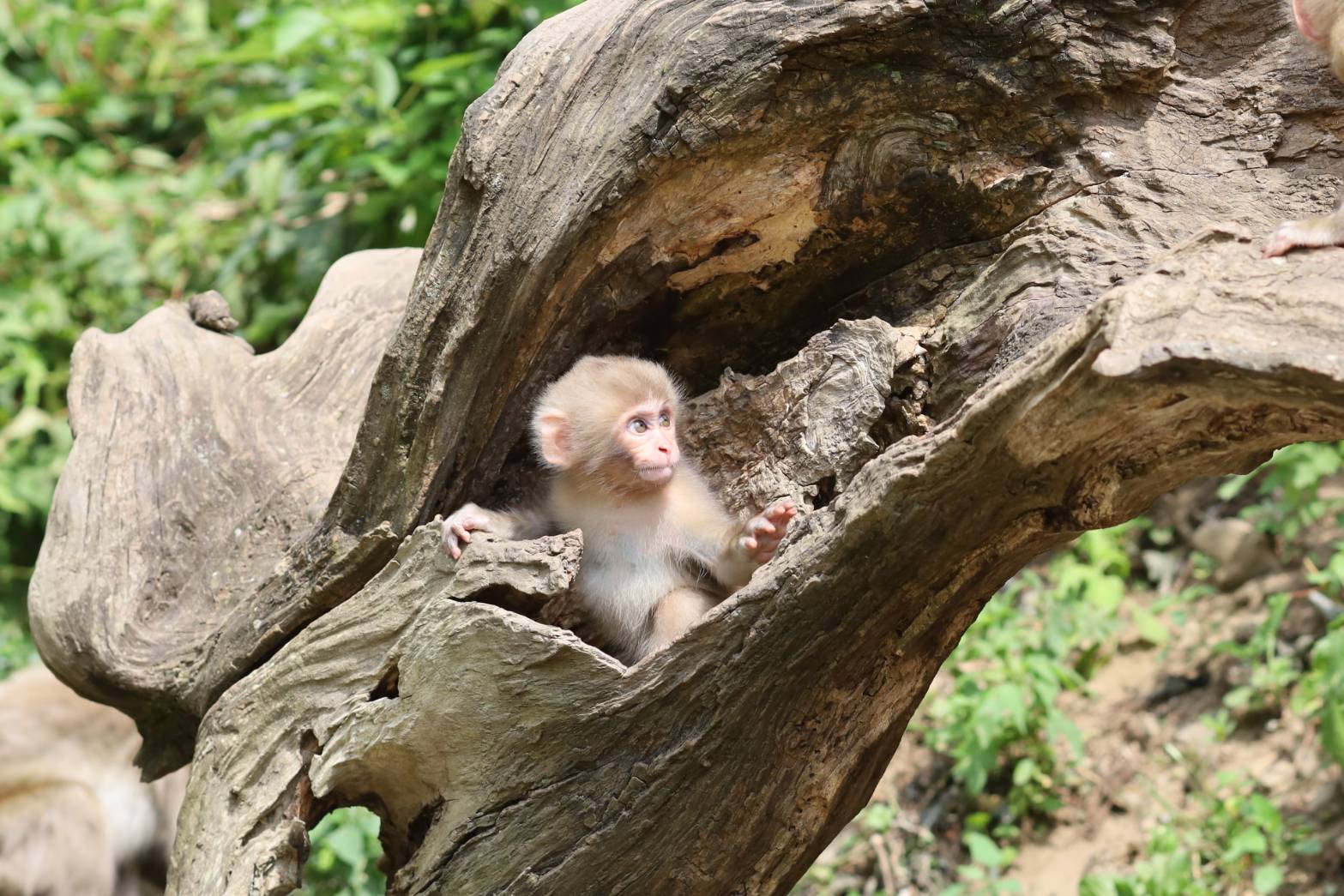 snow-monkey