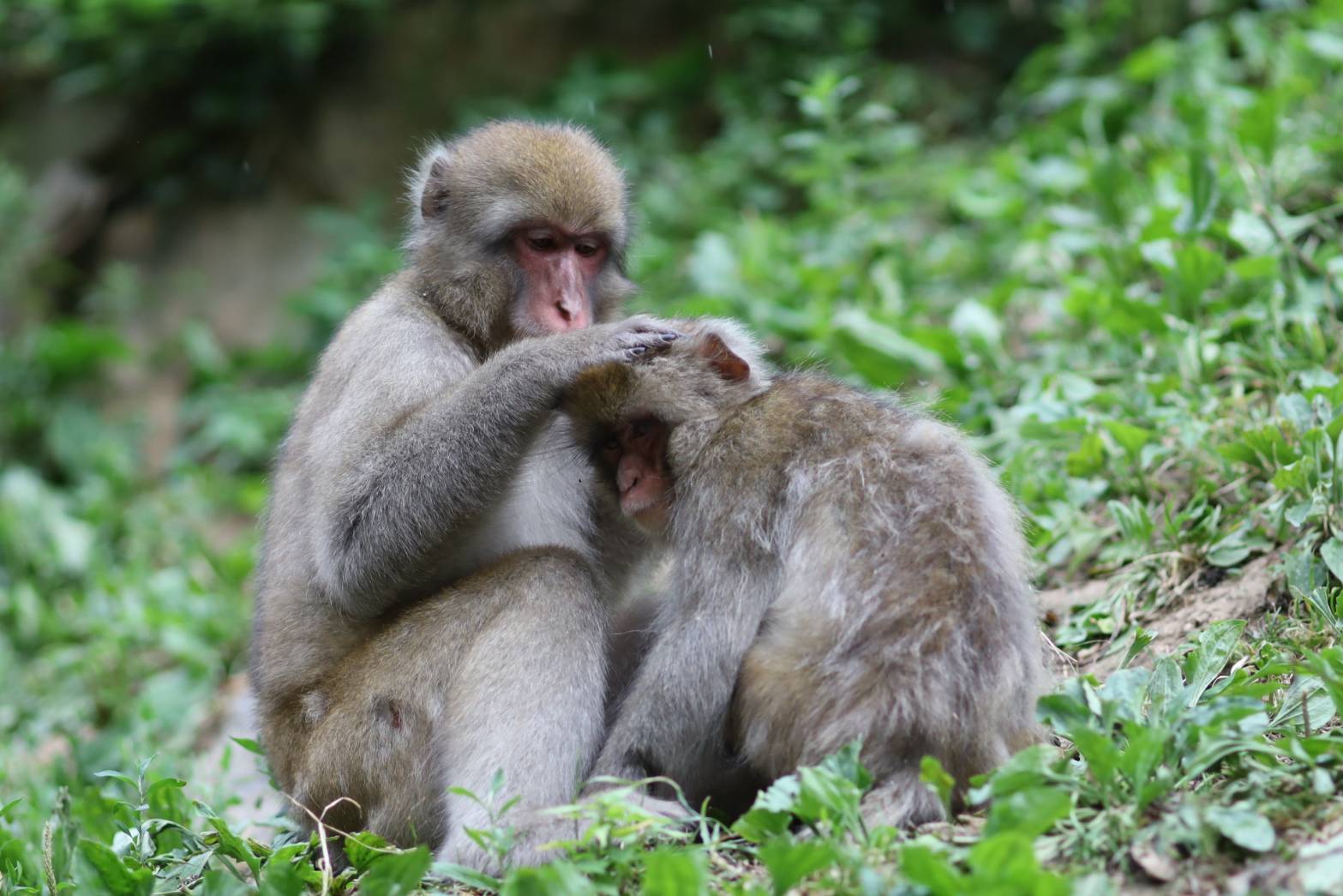 snow-monkey