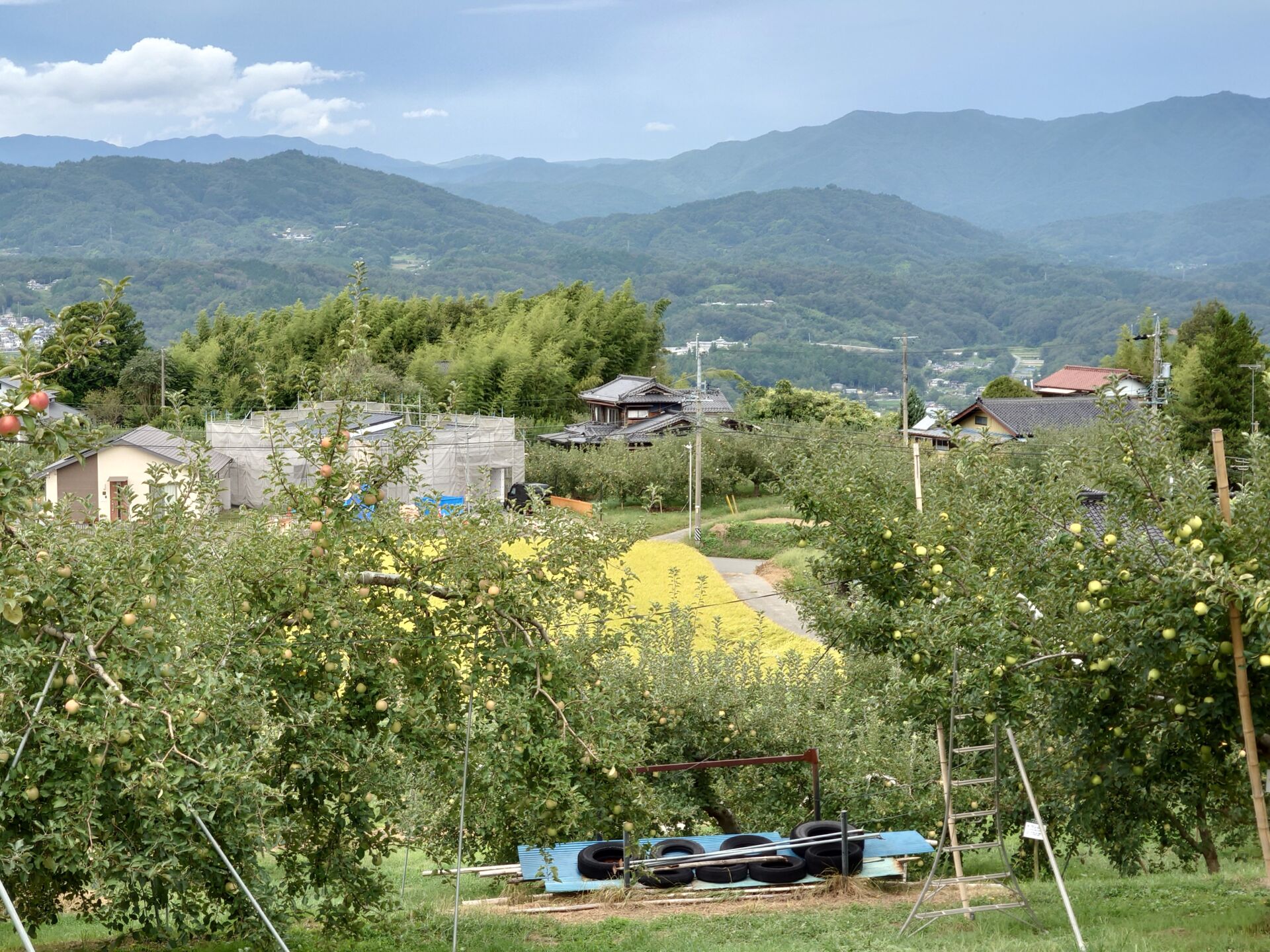 fruits-picking