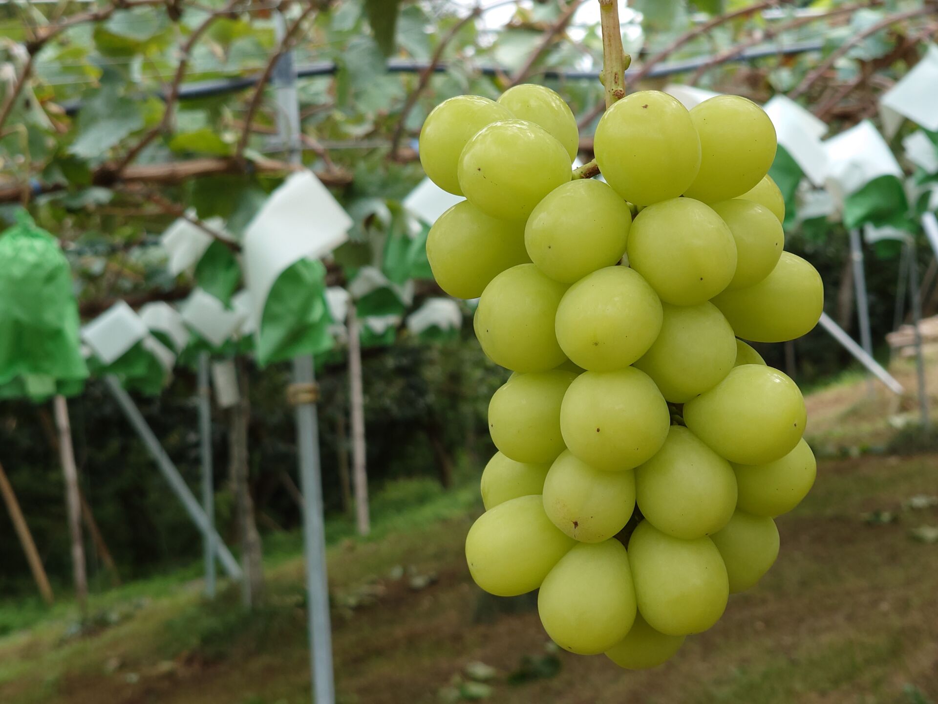 fruits-picking