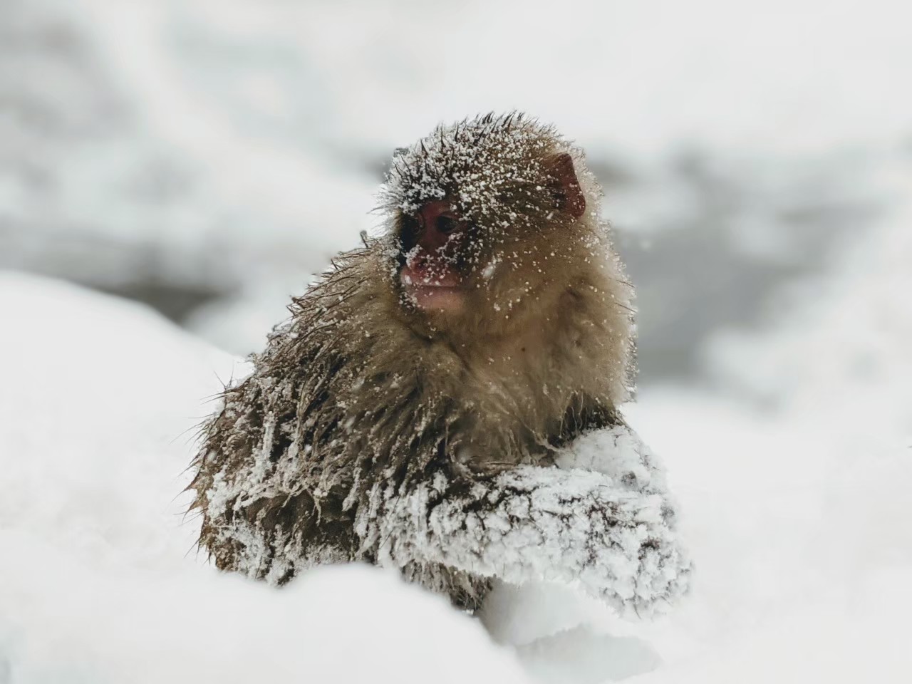 snow-monkey