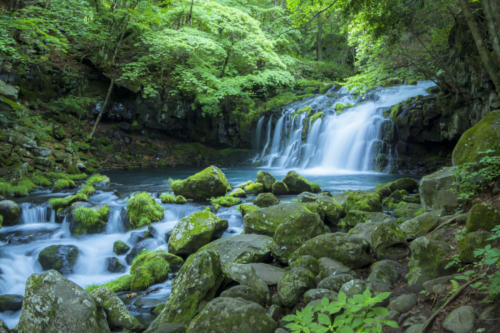 tateshina-shinyu-moss-forest