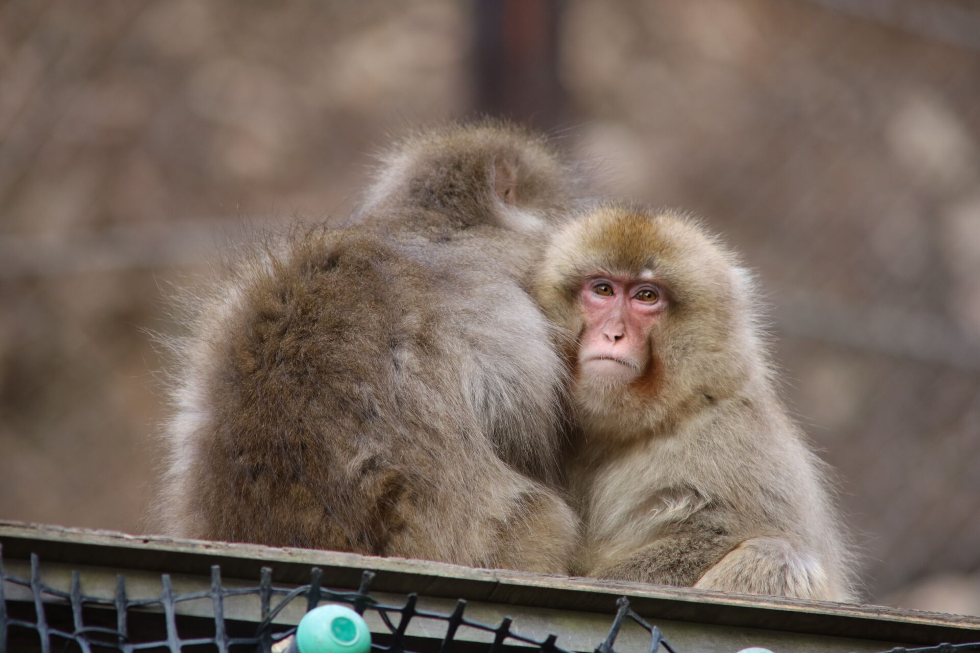 snow-monkeys