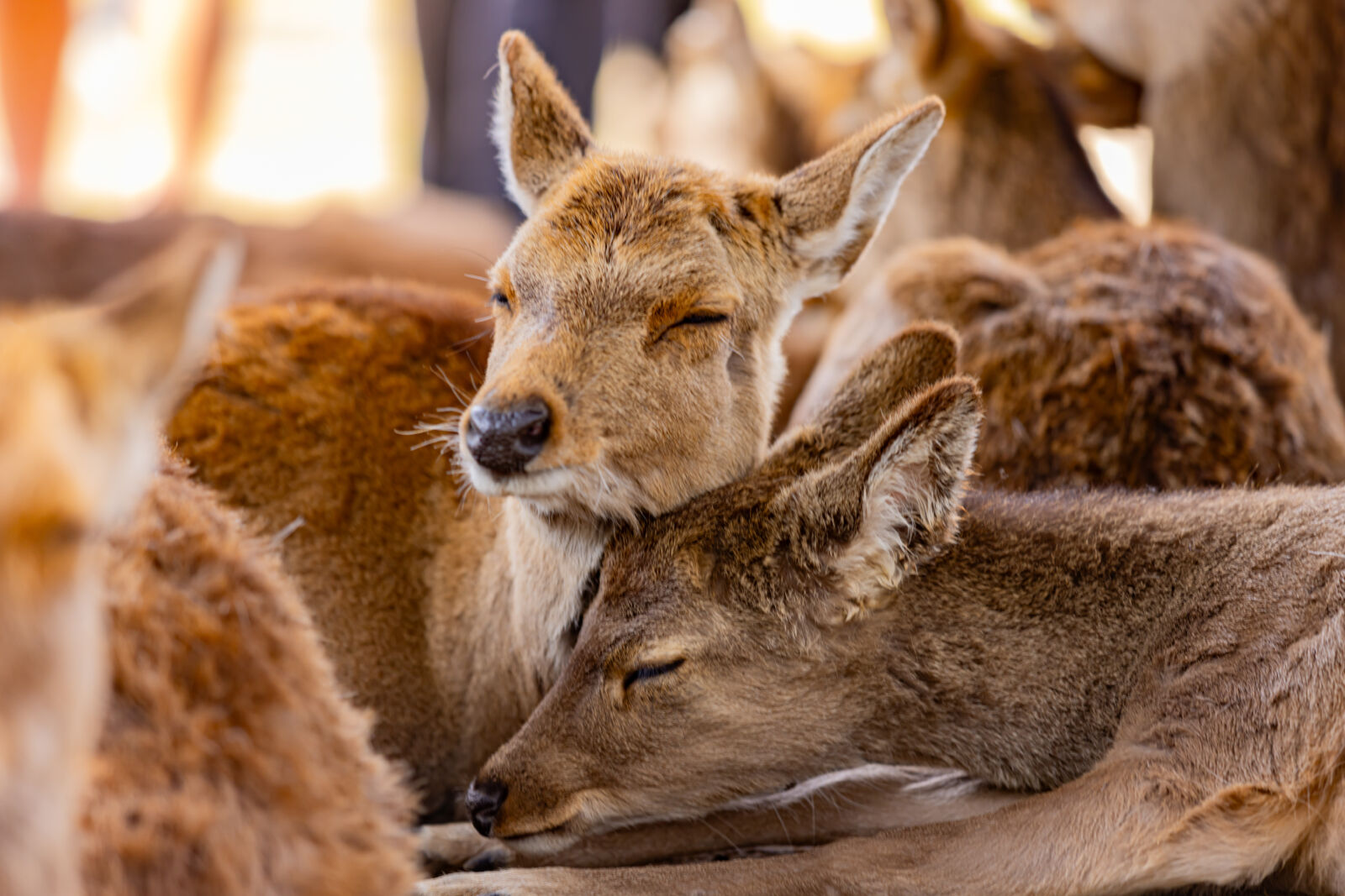 Nara-deer