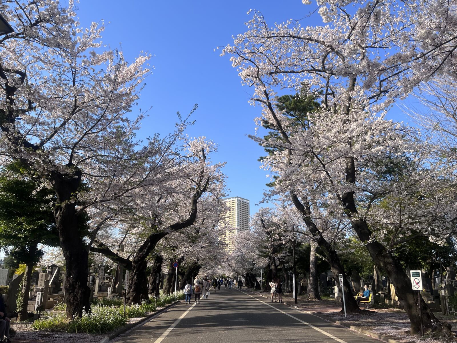 Yanaka-sakuradori