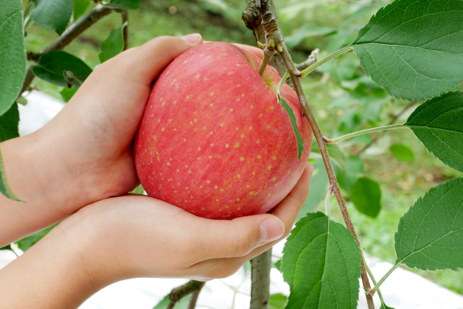 fruit-picking