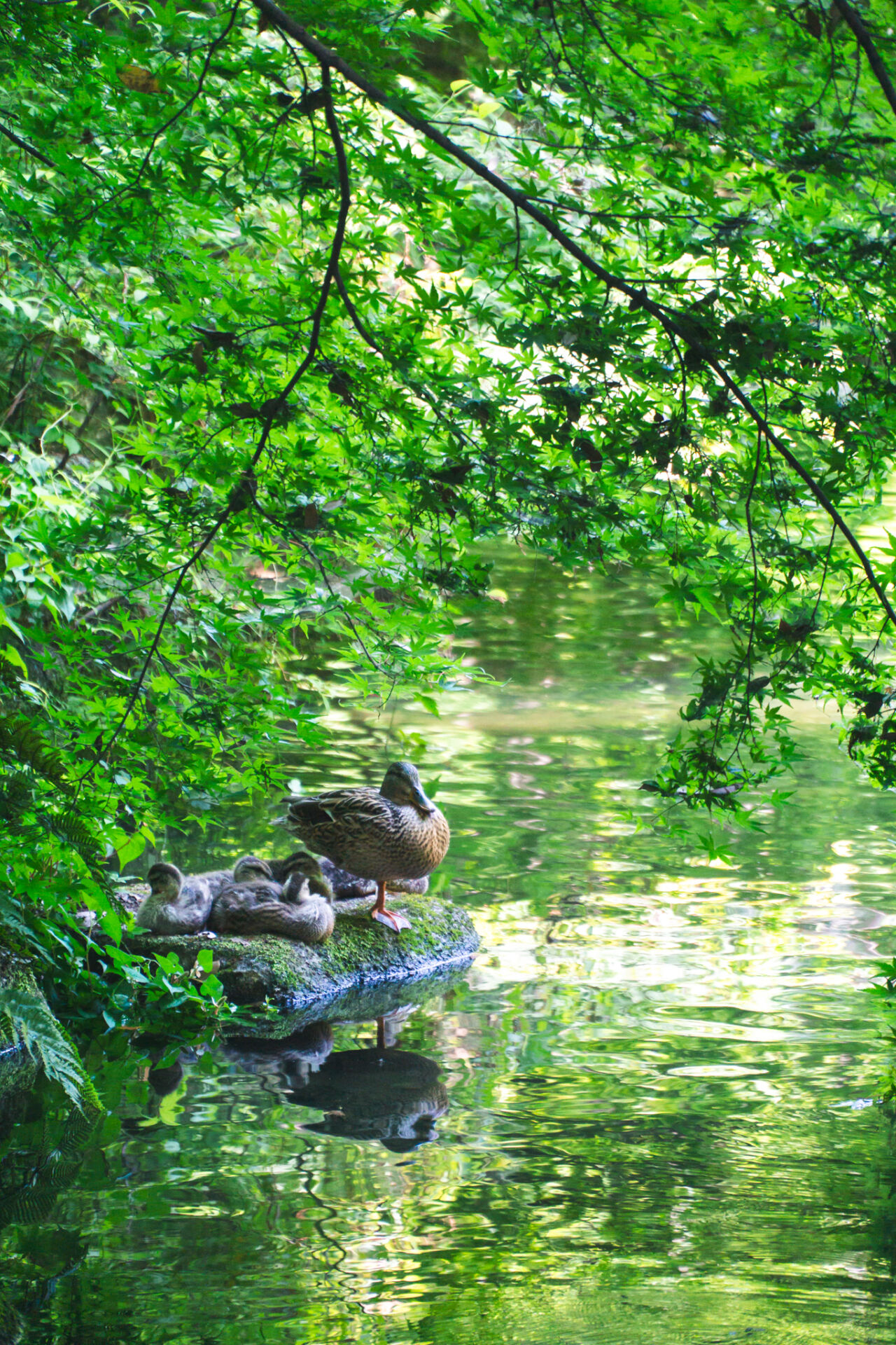 ducks enjoying the pond at Tokugawa-en
