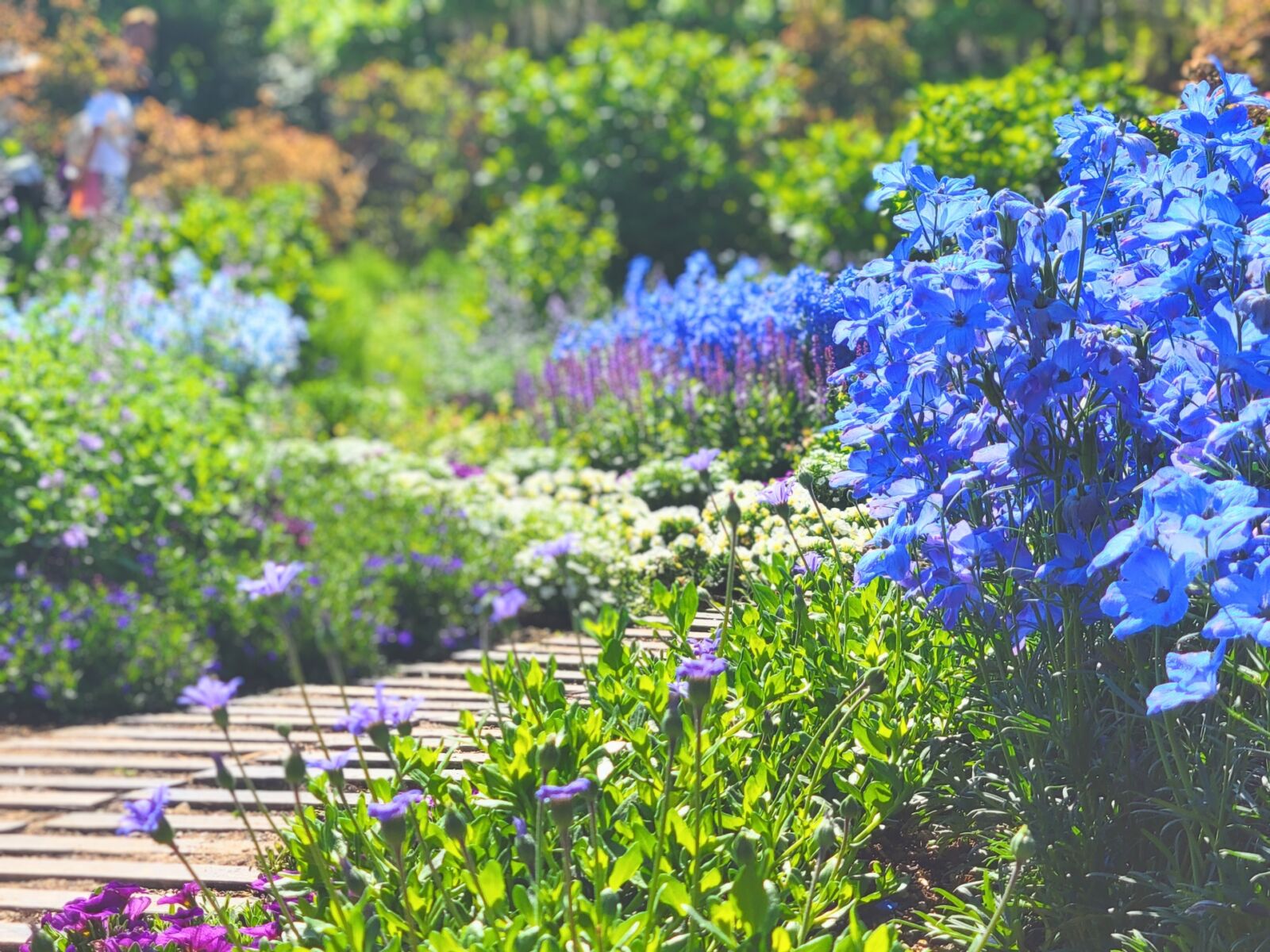 ashikaga-flowerpark