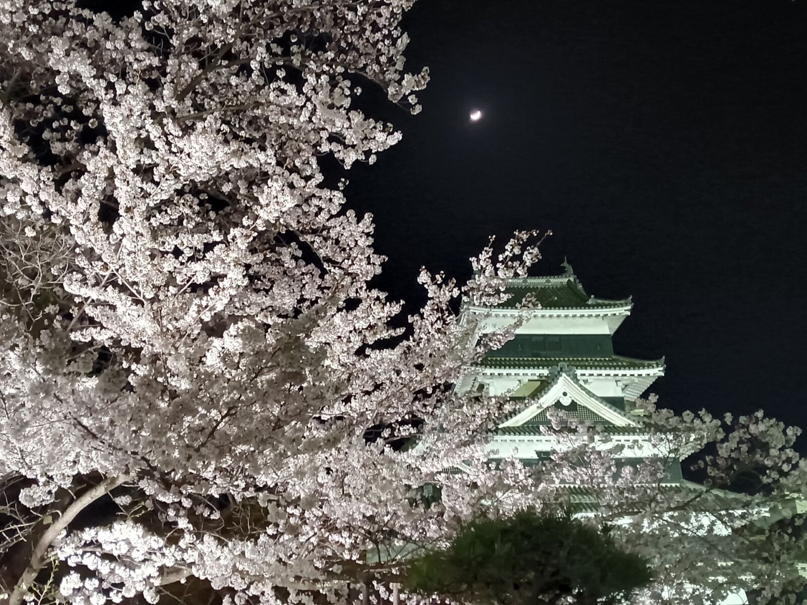 matsumoto-cherry-blossom