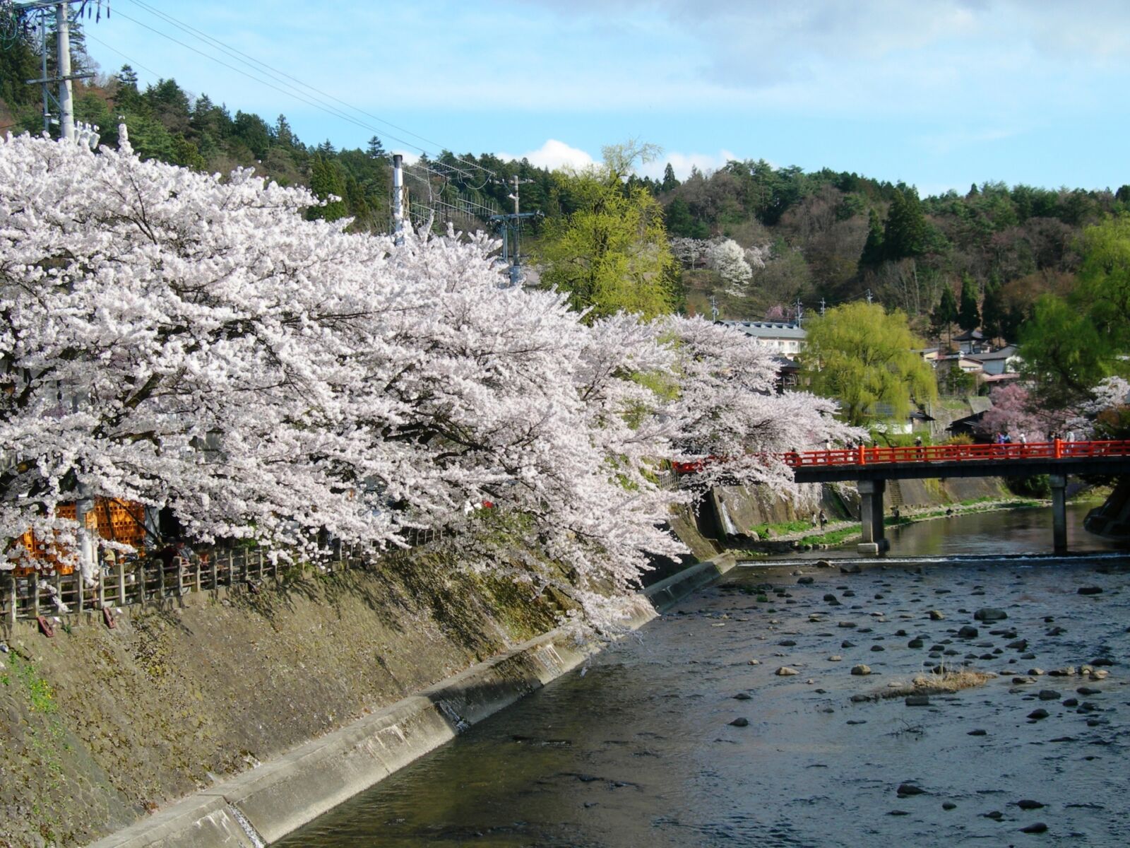 Sakura