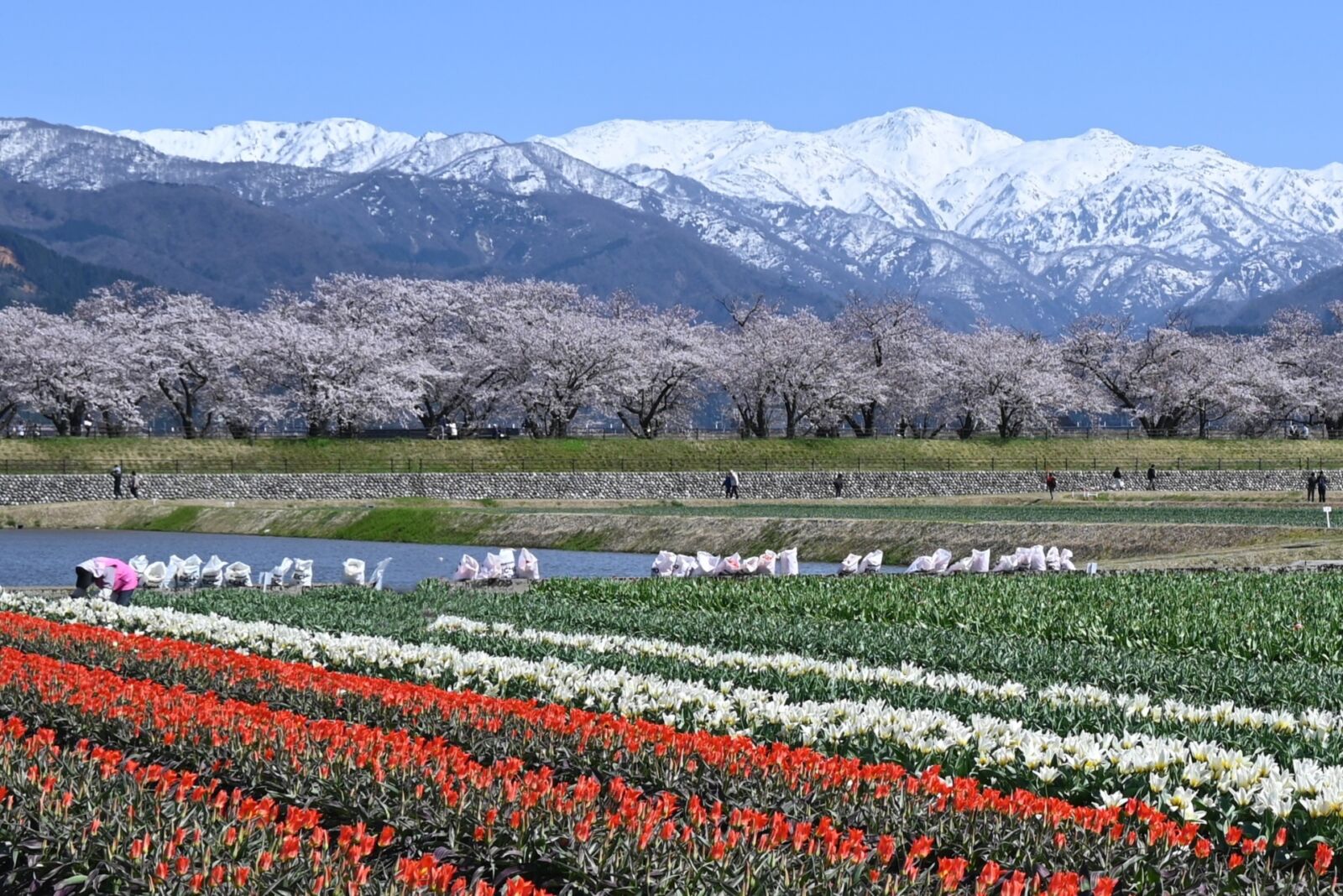 asahigawa-cherry-blossoms