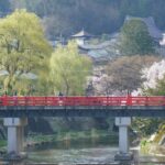 Cherry Blossoms in Takayama: When and Where to Enjoy the 2025 Season