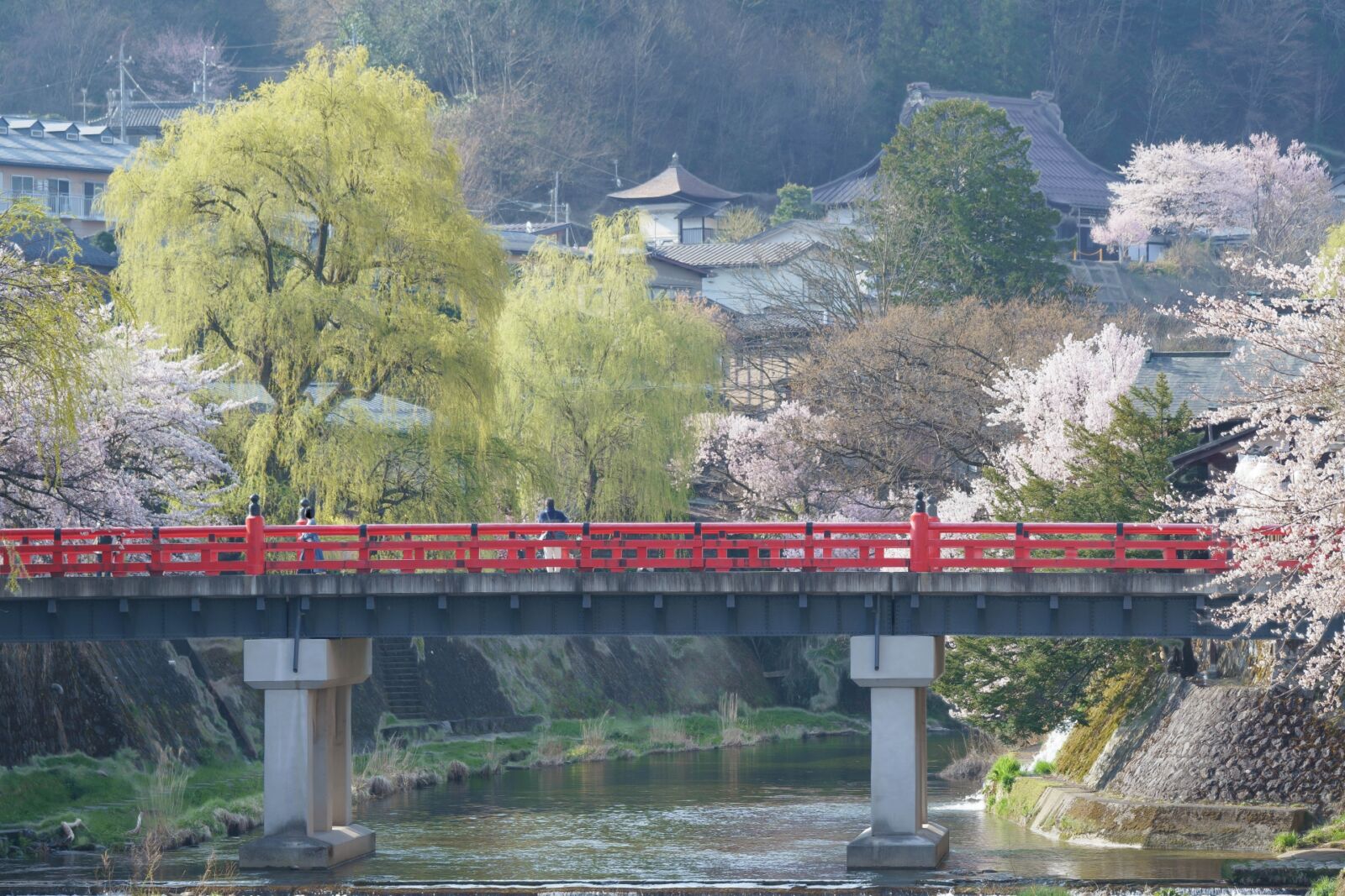 takayama_sakura