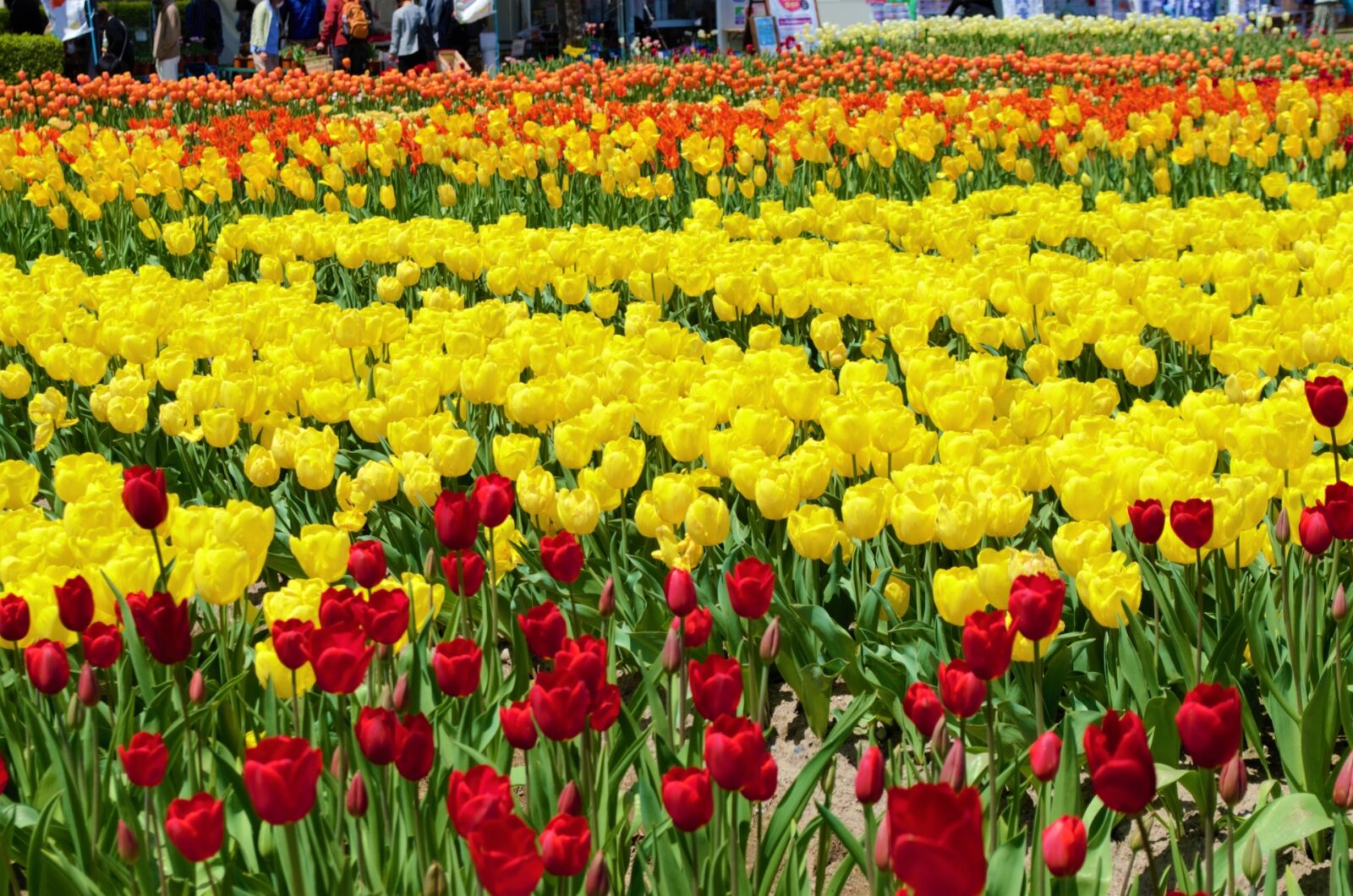 tonami-tulip-festival