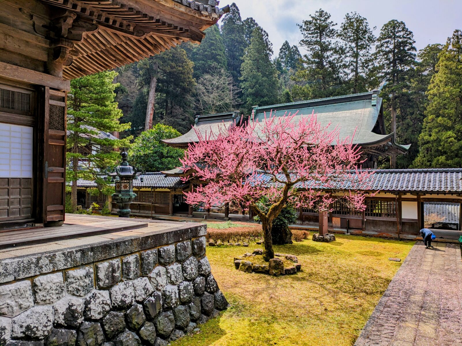 fukui-eiheiji-plum-blossoms