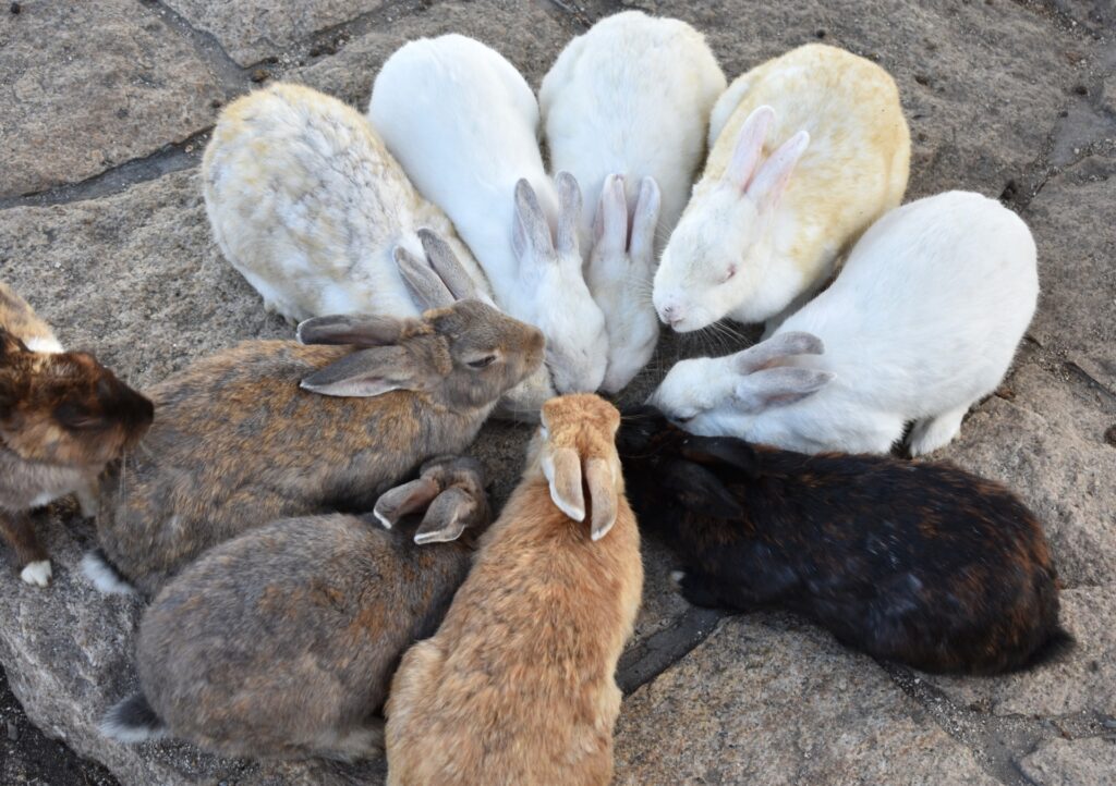 OOKUNOSHIMA - RABBITS