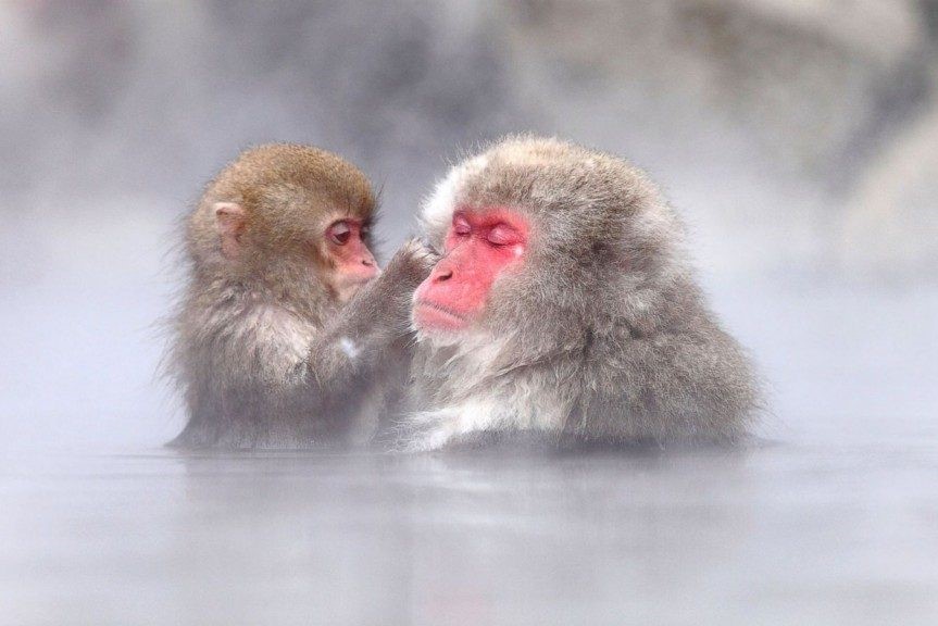 snow-monkey