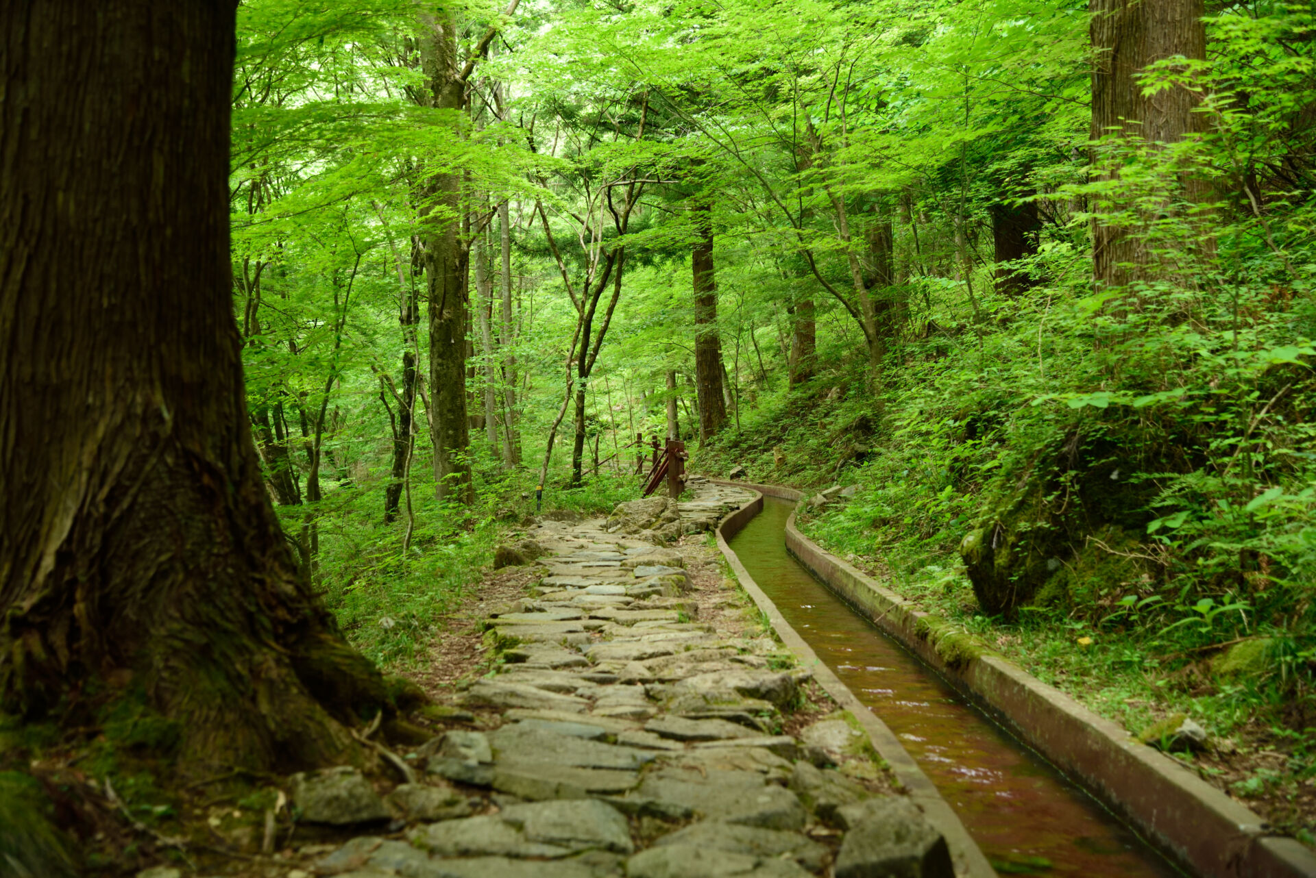 Nagoya-tsukechi-gorge-horizontal-path-NakatsugawaTourism