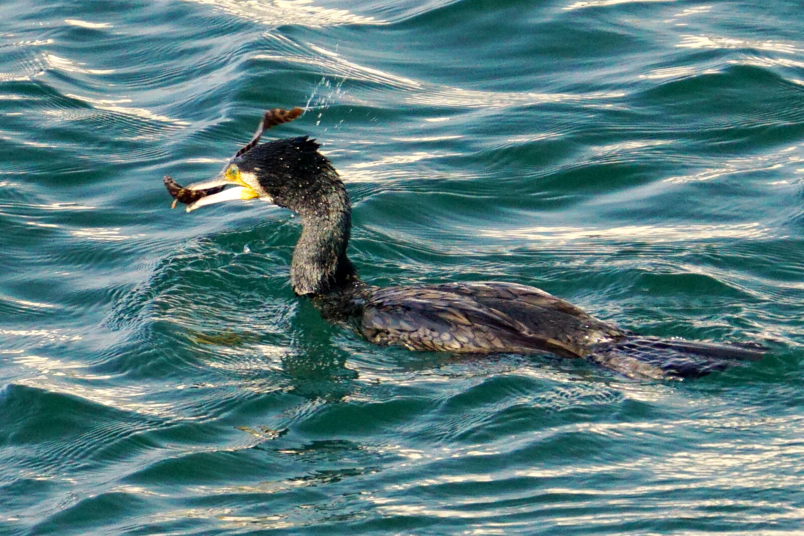 Cormorant-Fishing