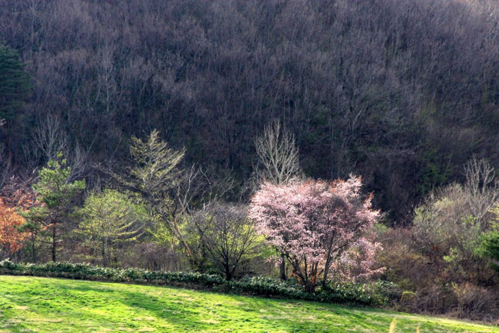 Kiso-Valley-cherry-blossom-tree-nature-sakura-spring-ACPhotos