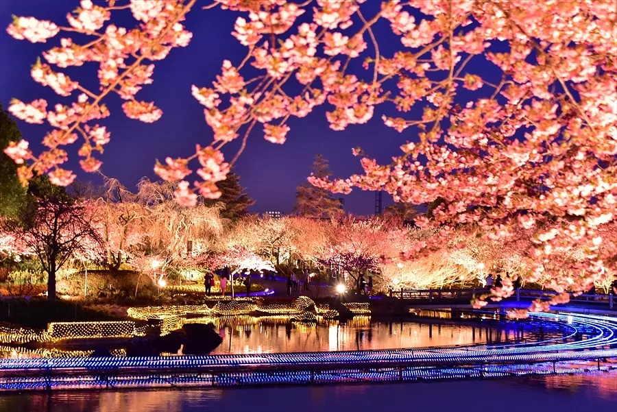 Nagoya-Mie-Nabana-no-sato-cherry-blossom-night-illumination-MiePrefecture