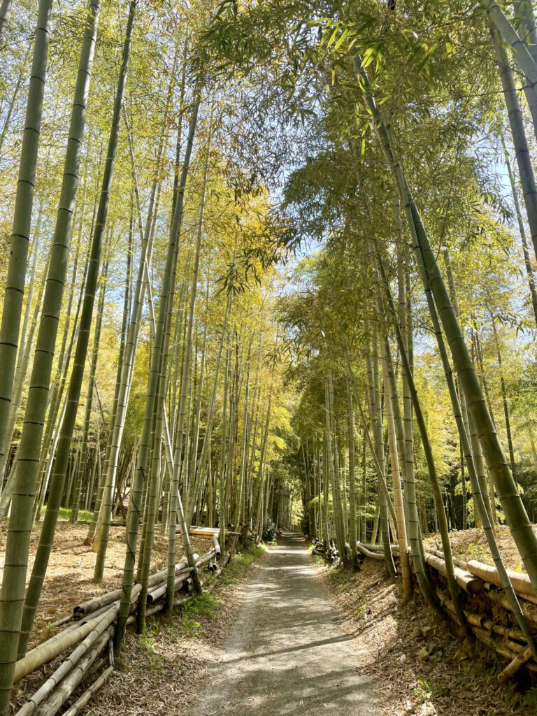 Fushimi-Inari-bamboo